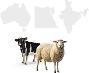 الإختيار والذبح