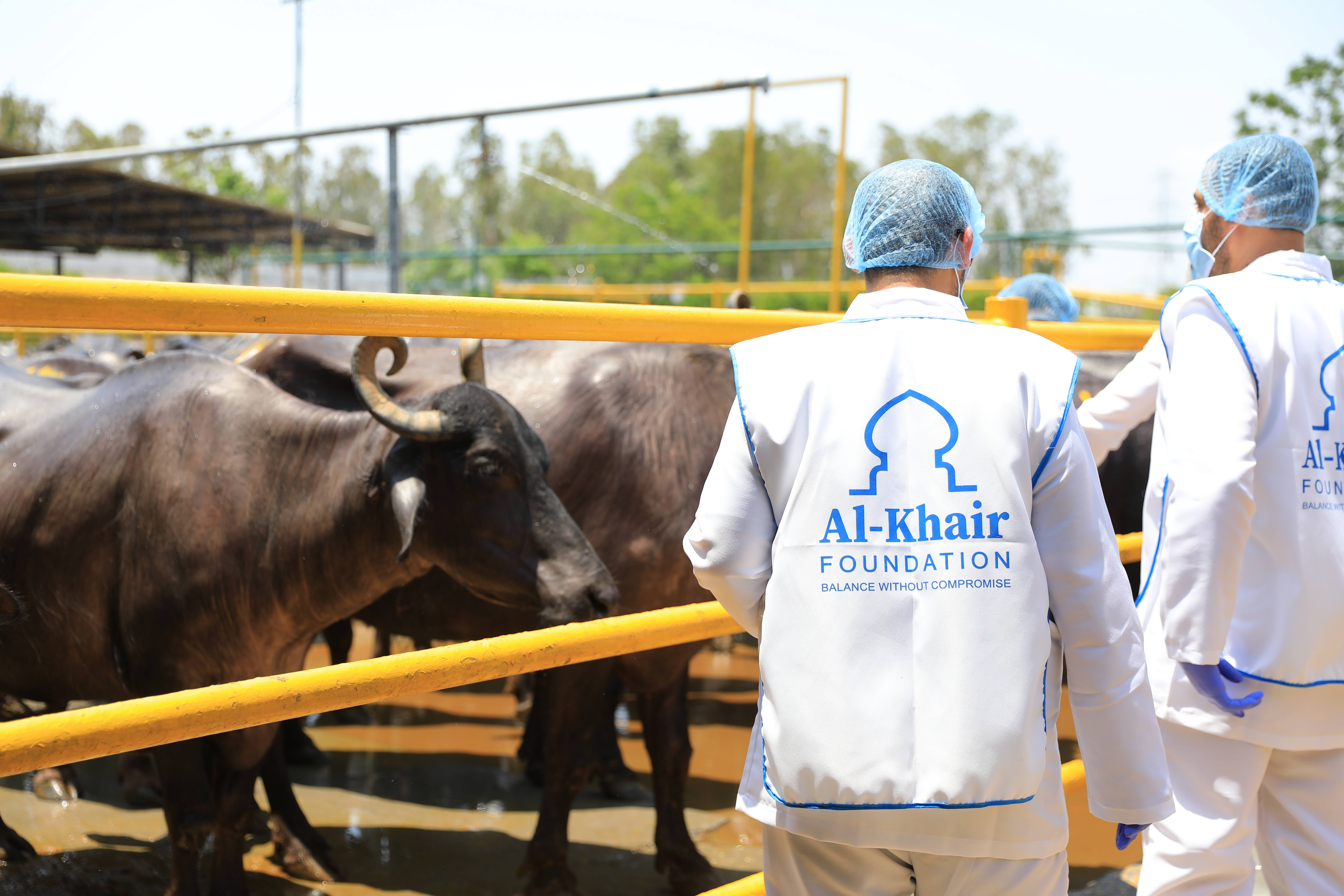 حين تتحول التضحية إلى رحمة: المعنى الحقيقي للأضحية